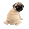 🥺 Эмодзи «Собачки» для Telegram