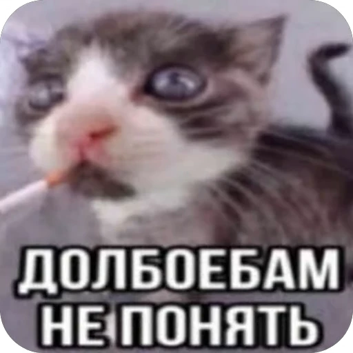 🧠 Стикер «Жиза» для Telegram