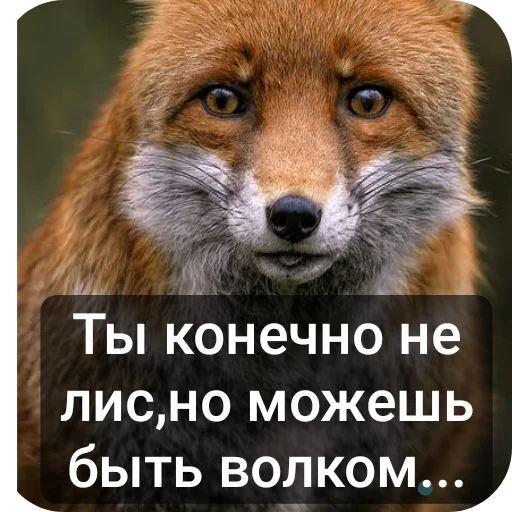 🐶 Стикер «Жиза» для Telegram